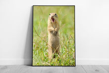 Load image into Gallery viewer, Wild Prairie Dog Wall Art Funny Animal Photography Print Framed Picture Decor - Print Store