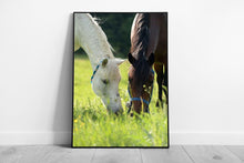 Load image into Gallery viewer, White Brown Horses Grazing in Spring Meadow Wall Art Print Framed Picture - Print Store