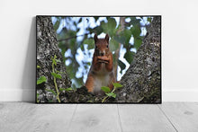 Load image into Gallery viewer, Wild Red Squirrel Wall Art Print Framed Picture of Squirrel Eating Nut Ready to Hang Decor - Print Store