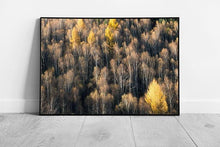 Load image into Gallery viewer, Woodland Birds-Eye View Wall Art Print Framed Nature Decor Ready to Hang - Print Store