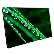Load image into Gallery viewer, Canvas Wall Art - Water Dew Covered Leaves - Ready to Hang Home Office Decor - Print Store