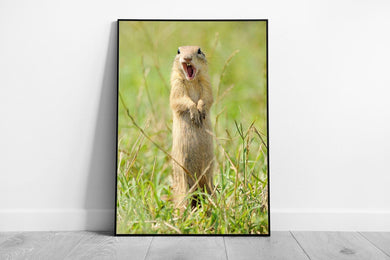 Wild Prairie Dog Wall Art  Funny Animal Photography Print  Framed Picture Decor - Print Store
