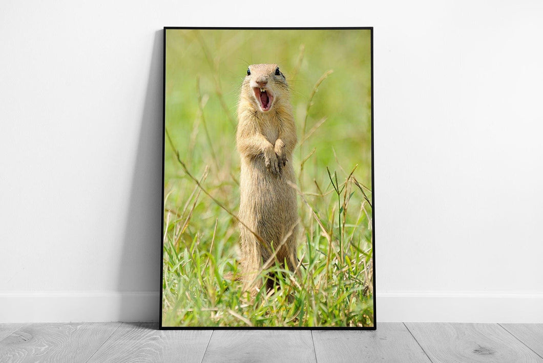 Wild Prairie Dog Wall Art  Funny Animal Photography Print  Framed Picture Decor - Print Store