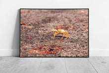 Load image into Gallery viewer, Yellow Migrating Crab Crossing Road Wall Art Print  Framed Wild Animal Photography - Print Store
