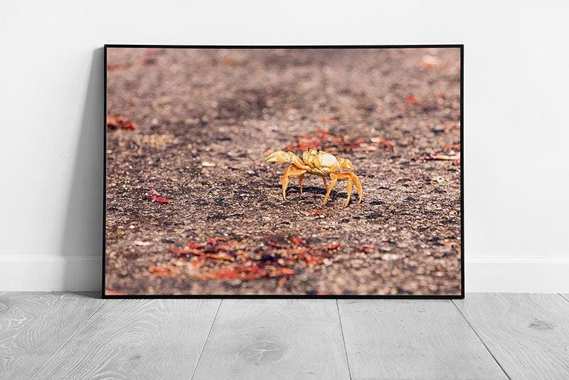 Yellow Migrating Crab Crossing Road Wall Art Print  Framed Wild Animal Photography - Print Store
