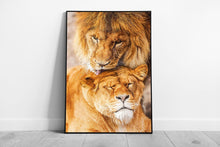 Load image into Gallery viewer, Wildlife Photography Wall Art Loving Lion Couple Print Stunning Framed Artwork - Print Store

