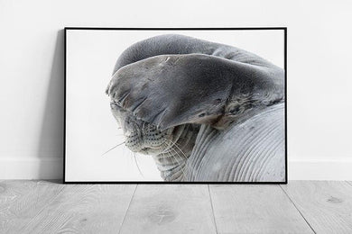 Weddell Seal No Photos Please Funny Pose Wall Art Print - Framed Wildlife Photography Decor - Print Store
