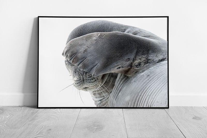 Weddell Seal No Photos Please Funny Pose Wall Art Print - Framed Wildlife Photography Decor - Print Store