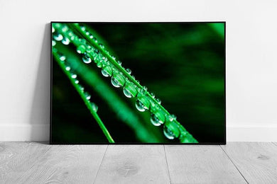 Water Dew Covered Leaves Wall Art Print  Framed Botanical Picture Ready to Hang - Print Store