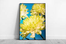 Load image into Gallery viewer, Vibrant Yellow China Aster Macro Photograph: Framed Daisy Wall Art Print for Nature Lovers - Print Store
