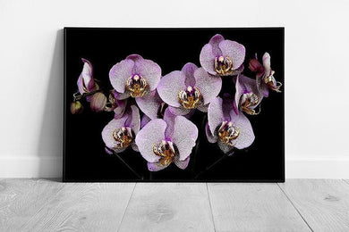 Vintage Framed Orchid Flower Wall Art Print - Ready to Hang Botanical Decor for Home or Office - Print Store