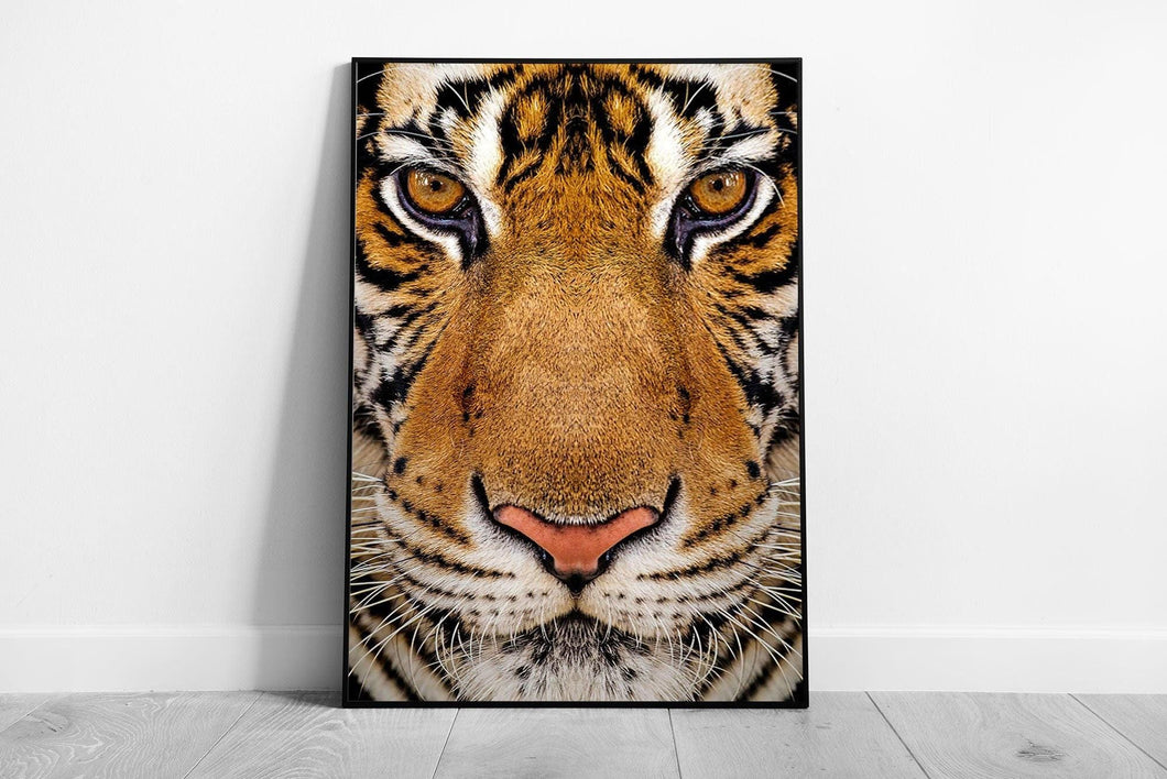 Wild Tiger Close-Up Print  Striped Fur Coat Wall Art  Framed Wildlife Photography - Print Store