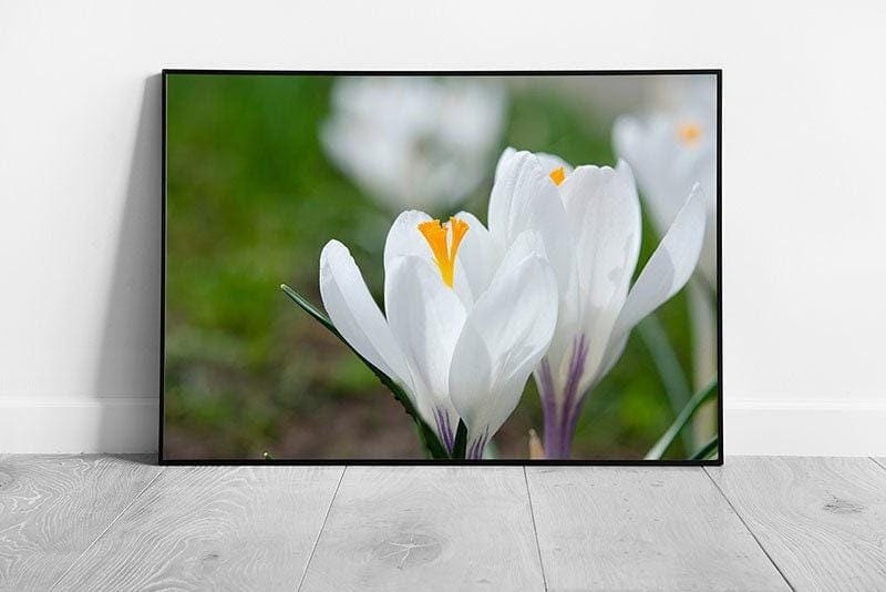 White Crocus Flowers Macro Wall Art Print - Framed Spring Home Decor - Print Store