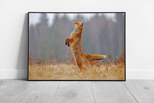 Load image into Gallery viewer, Vibrant Red Fox Leaping in Meadow: Framed Wildlife Photography Wall Art Print - Print Store
