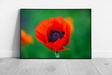 Vibrant Red-Orange Poppy Framed Wall Art: Summer Botanical Print for Home Decor - Print Store