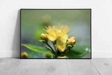 Load image into Gallery viewer, Yellow Flower Wall Art Print with Dew Raindrops  Framed Ready to Hang Décor - Print Store
