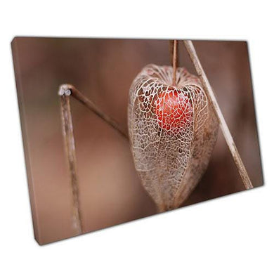 Cape Gooseberry Physalis Fruit Canvas Print  Botanical Wall Art for Home  Office Décor - Print Store