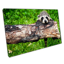 Load image into Gallery viewer, Baby Raccoon Climbing Canvas Art Print  Cute Wild Animal Photography for Home  Office Decor - Print Store
