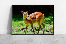 Load image into Gallery viewer, Wild Brown Antelope Wall Art Print  Framed Ready to Hang Decor - Print Store
