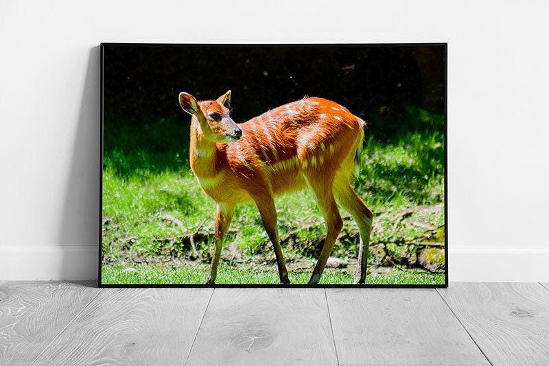 Wild Brown Antelope Wall Art Print  Framed Ready to Hang Decor - Print Store