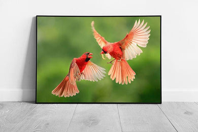 Vibrant Red Cardinal Mid-Flight Wildlife Photography Wall Art Print - Framed Avian Nature Picture - Print Store