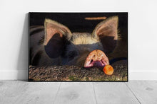 Load image into Gallery viewer, Whimsical Spotted Pig Sniffing Carrot Wall Art - Framed Farm Animal Print for Rustic Home Decor - Print Store
