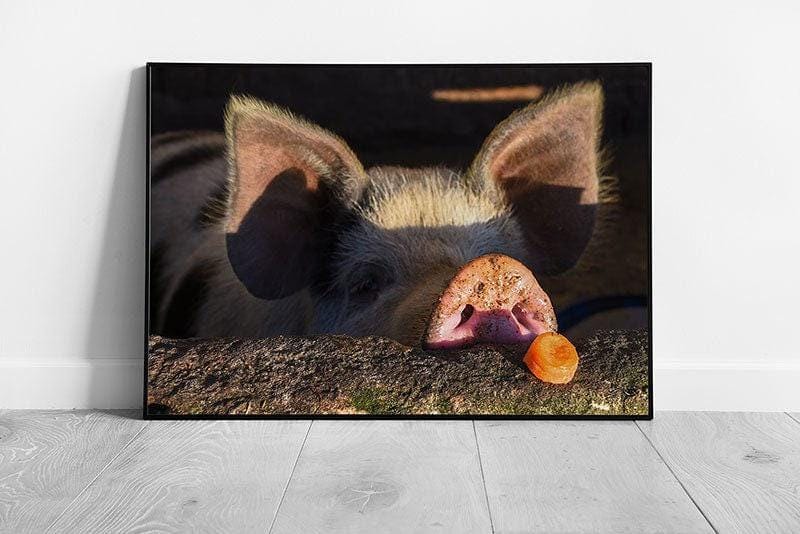 Whimsical Spotted Pig Sniffing Carrot Wall Art - Framed Farm Animal Print for Rustic Home Decor - Print Store