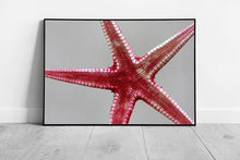 Load image into Gallery viewer, Vibrant Red Starfish Wall Art: Framed Glass Print for Coastal Marine Life Decor &amp; Underwater Ambiance - Print Store
