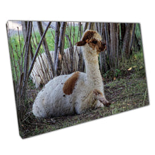 Load image into Gallery viewer, Alpaca Wall Art Print - Brown  White Spotted Alpaca Resting in Shade Canvas Picture for Home Office Decor - Print Store
