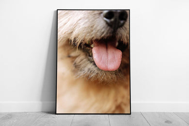 Whimsical Norwich Terrier Close-up Art Print: Framed Wall Decor with Tongue-out Canine Portrait - Print Store