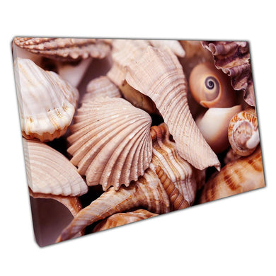 Brown Sea Life Shells Canvas Wall Art Print for Home  Office Decor - Print Store