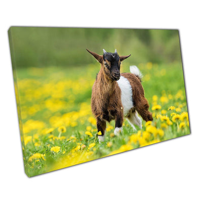 Adorable Nigerian Pygmy Goat Kid Exploring Yellow Flowers Canvas Wall Art - Cute Farm Animal Decor - Print Store