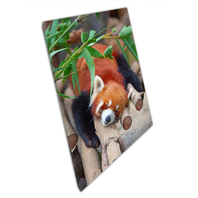 Adorable Sleepy Red Panda Wildlife Photography Canvas Print - Cute Animal Wall Art for Home & Office - Print Store
