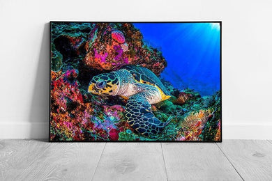 Vibrant Sea Turtle Coral Reef Photography Print - Framed Underwater Ocean Wall Art Decor - Print Store