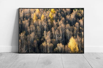 Woodland Birds-Eye View Wall Art Print  Framed Nature Decor Ready to Hang - Print Store