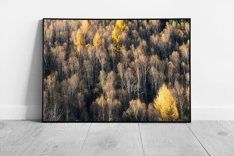 Woodland Birds-Eye View Wall Art Print  Framed Nature Decor Ready to Hang - Print Store