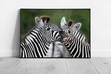 Load image into Gallery viewer, Zebra Wall Art Print - Two Southern African Plains Zebras Sharing a Moment - Funny Framed Animal Picture - Print Store
