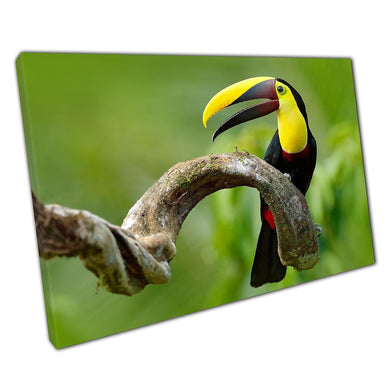 Chestnut-Mandible Toucan Canvas Print: Tropical Jungle Wall Art for Home and Office Decor - Print Store