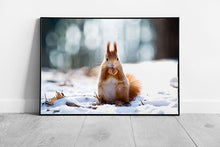 Load image into Gallery viewer, Winter Forest Red Squirrel Framed Wildlife Photography - Arboreal Animal Eating Nuts Wall Art Print - Print Store
