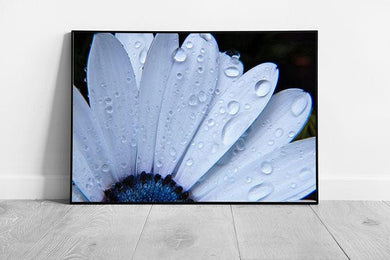 Wall Art Print Framed White  Blue Chrysanthemums Decor - Print Store