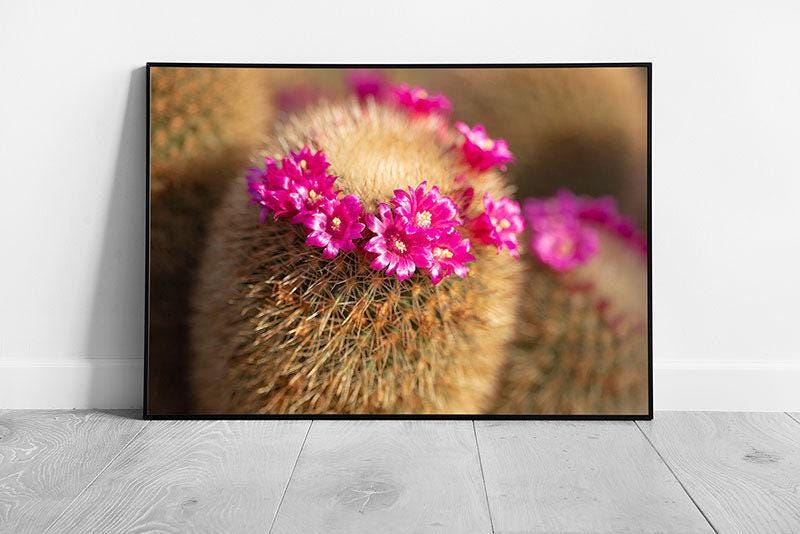 Wild Cactus Photography Print  Small Pink Flowers Wall Art  Nature Floral Decor - Print Store