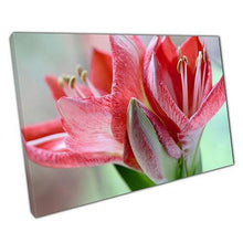 Load image into Gallery viewer, Amaryllis Pink Red Canvas Wall Art - Ready to Hang Home  Office Decor - Print Store
