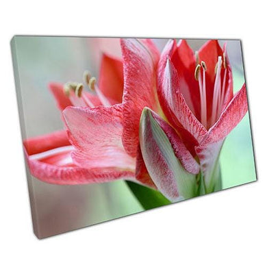 Amaryllis Pink Red Canvas Wall Art - Ready to Hang Home  Office Decor - Print Store