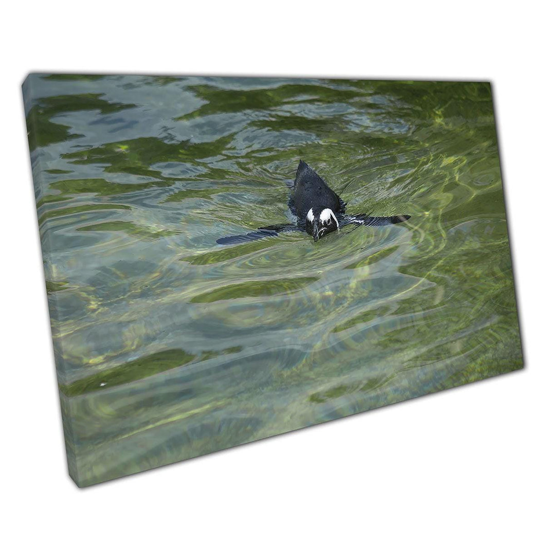 African Black-Footed Penguin Swimming: Unique Sea Life Wall Art Print for Home & Office Decor - Print Store