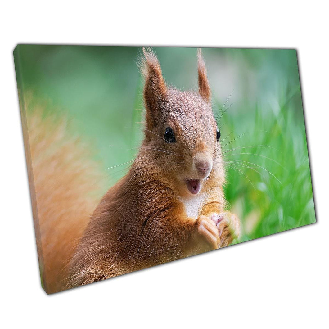 Astonished Squirrel Canvas Print: Whimsical Wildlife Wall Art for Home & Office Decor - Print Store