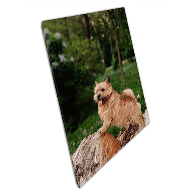 Adorable Norwich Terrier Puppy Canvas Wall Art - Cheerful Dog Portrait for Home & Office Decor - Print Store